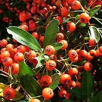 Pyracantha Coccinea - Firethorn