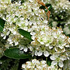 Pyracantha Saphyr - Rouge Cadrou