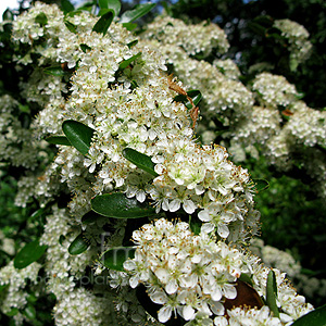 Pyracantha Saphyr 'Rouge Cadrou' - Pyracantha, Fire Thorn