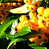 Pyracantha - Golden Charmer