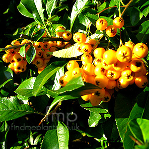 Pyracantha 'Golden Charmer' - Pyracantha, Fire Thorn