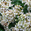 Pyracantha Rogersiana - Flava