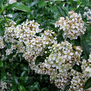 Pyracantha Rogersiana 'Flava' - Pyracantha, Fire Thorn