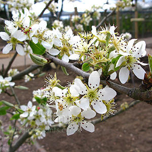 Pyrus 'Black Worcester' - Pyrus, Pear