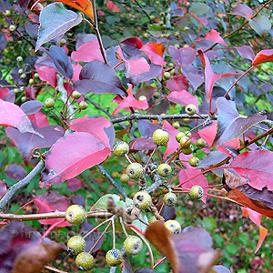 Pyrus Calleyana 'Fauriei'