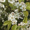 Pyrus Calleryana - Chanticleer