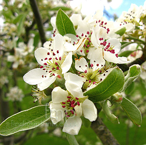 Pyrus Elaeagnifolia 'Kotschyana' - Pyrus, Pear