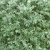 Pyrus Salicifolia - Pendula