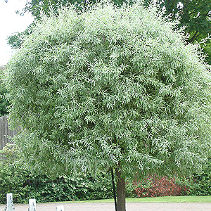 Pyrus Salicifolia 'Pendula' - Ornamental Pear