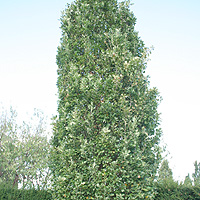 Quercus Robur 'Fastigiata'