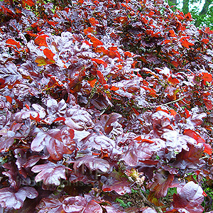 Quercus Robur Atropurpurea - Red Oak