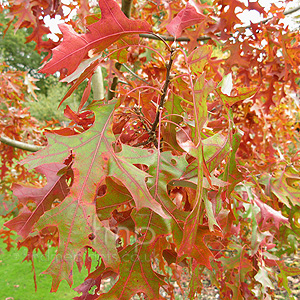 Quercus Coccinea  'Splendens'