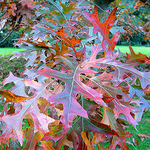 Quercus Ellipoidalis - Northern Pin Oak