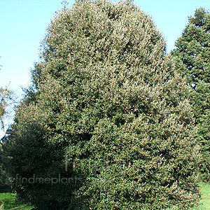 Quercus Ilex - Holm Oak