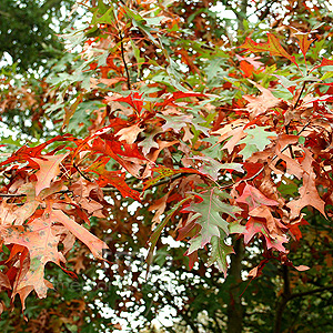 Quercus Palustris