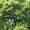 Quercus Robur