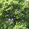 Quercus Robur