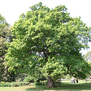 Quercus Robur - Common Oak