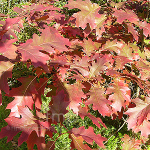 Quercus Rubra - Red Oak
