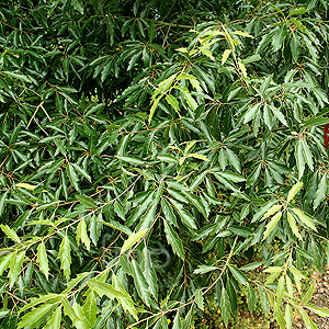 Quercus Sartorii