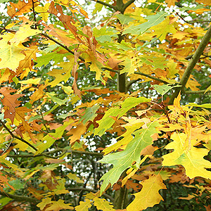 Quercus Rubra 'Sunshine'