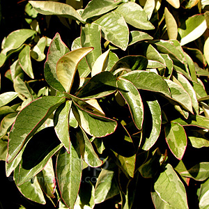 Rachelospermum Jasminoides 'Variegatum'