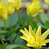 Ranunculus Ficaria