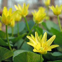 Ranunculus Ficaria - Leser Celadine