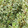 Rhamnus Alarternus - Argenteovariegata