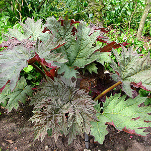 Rheum Palmatum - Ornamental Rhubarb