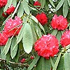 Rhododendron Barbatum - X arboreum