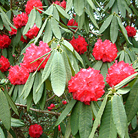 Rhododendron Barbatum X arboreum