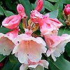 Rhododendron - Chelsea Seventy