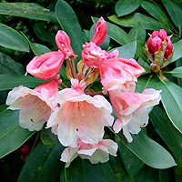 Rhododendron 'Chelsea Seventy'