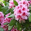 Rhododendron - Mrs G.W.Leak