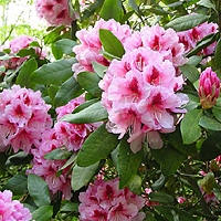 Rhododendron 'Mrs G.W.Leak'