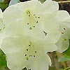 Rhododendron - Roza Stevenson