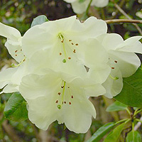 Rhododendron 'Roza Stevenson'