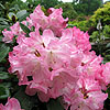 Rhododendron - Anuschka
