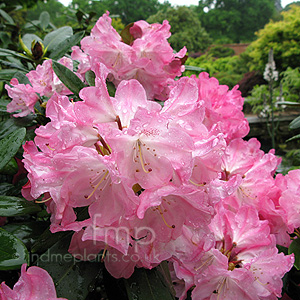 Rhododendron 'Anuschka'