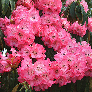 Rhododendron Apodectum