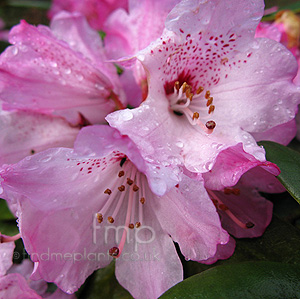 Rhododendron Bainbridgeanum