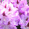 Rhododendron Blue Ensign