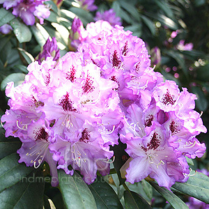 Rhododendron 'Blue Ensign'