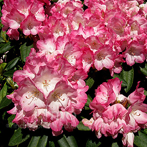 Rhododendron Yakushimanum 'Fantastica'