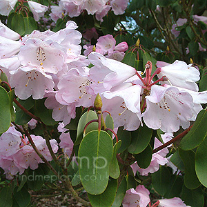 Rhododendron Oreodoxa 'Fargesii'