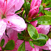 Rhododendron - Hino Mayo
