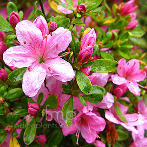 Rhododendron 'Hino Mayo'