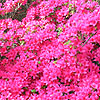 Rhododendron Ima-Shojo