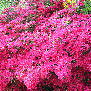 Rhododendron Ima-Shojo